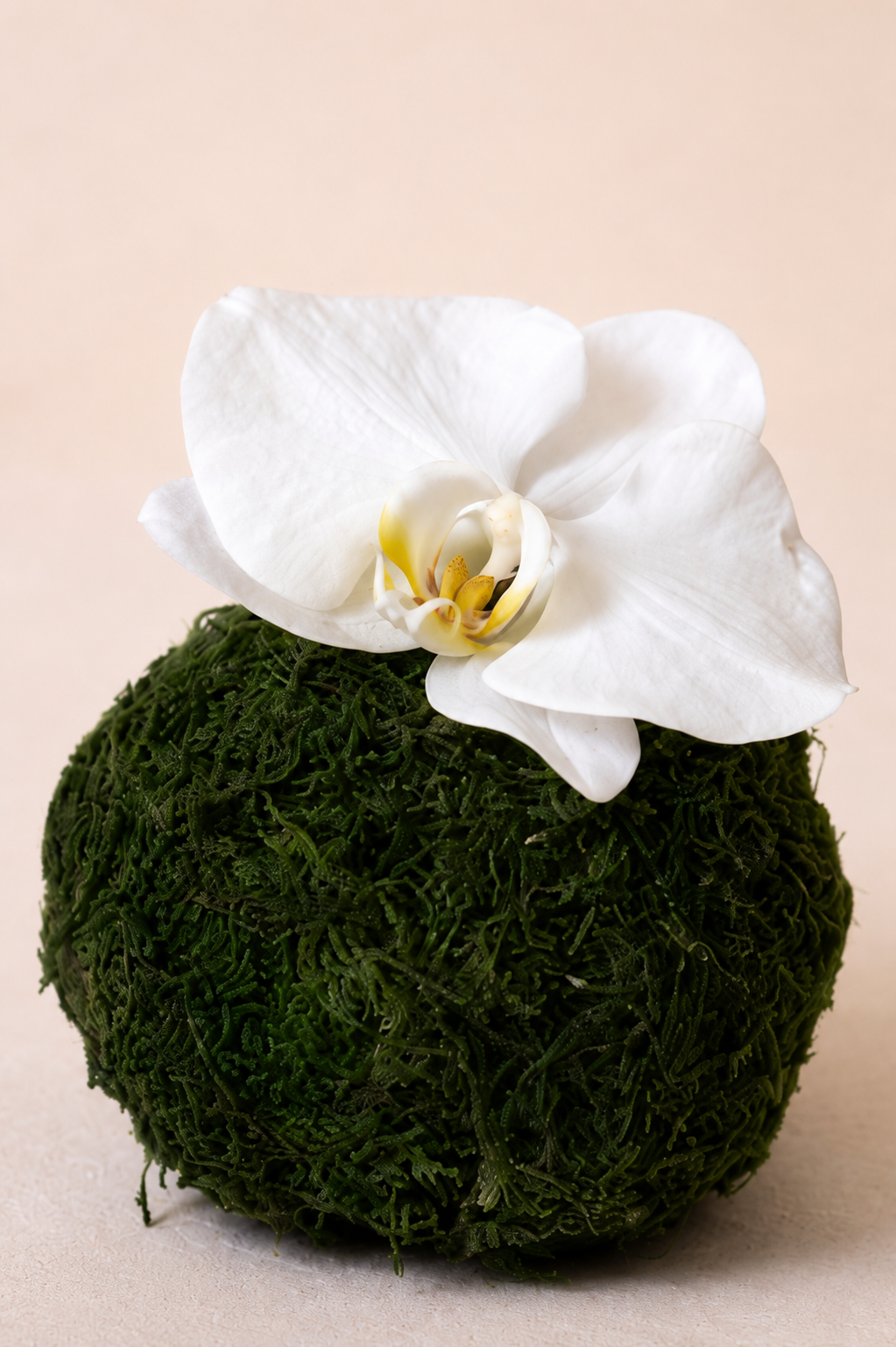 Orchid Moss Sphere
