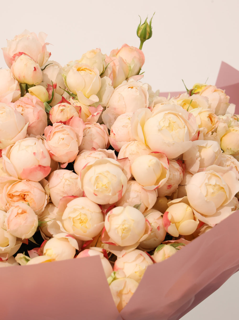 Julieta Spray Rose - Revery flowers