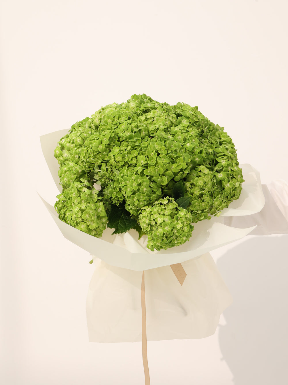Green Hydrangea - Revery flowers