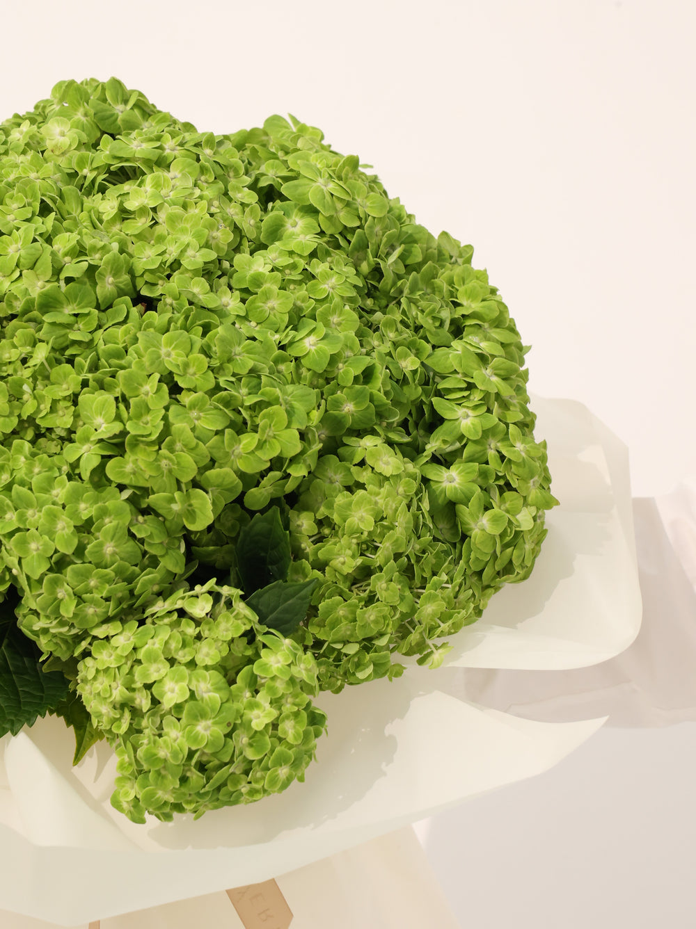 Green Hydrangea - Revery flowers
