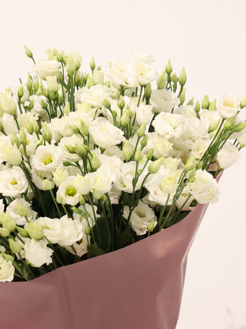 Eustoma Wight - Revery flowers