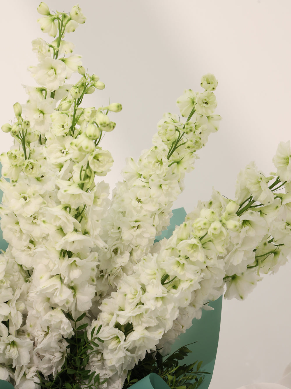 Wight Delphinium - Revery flowers
