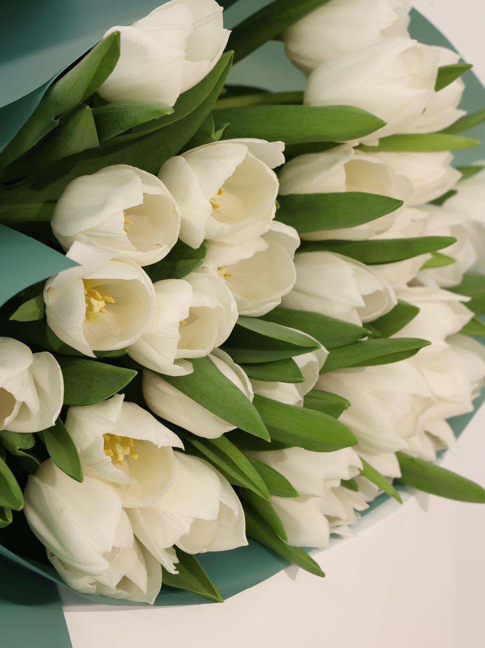 Wight Tulip - Revery flowers