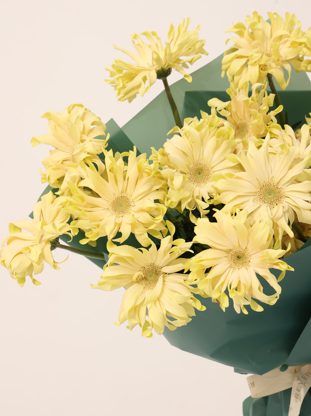 Gerbera Coborn - Revery flowers
