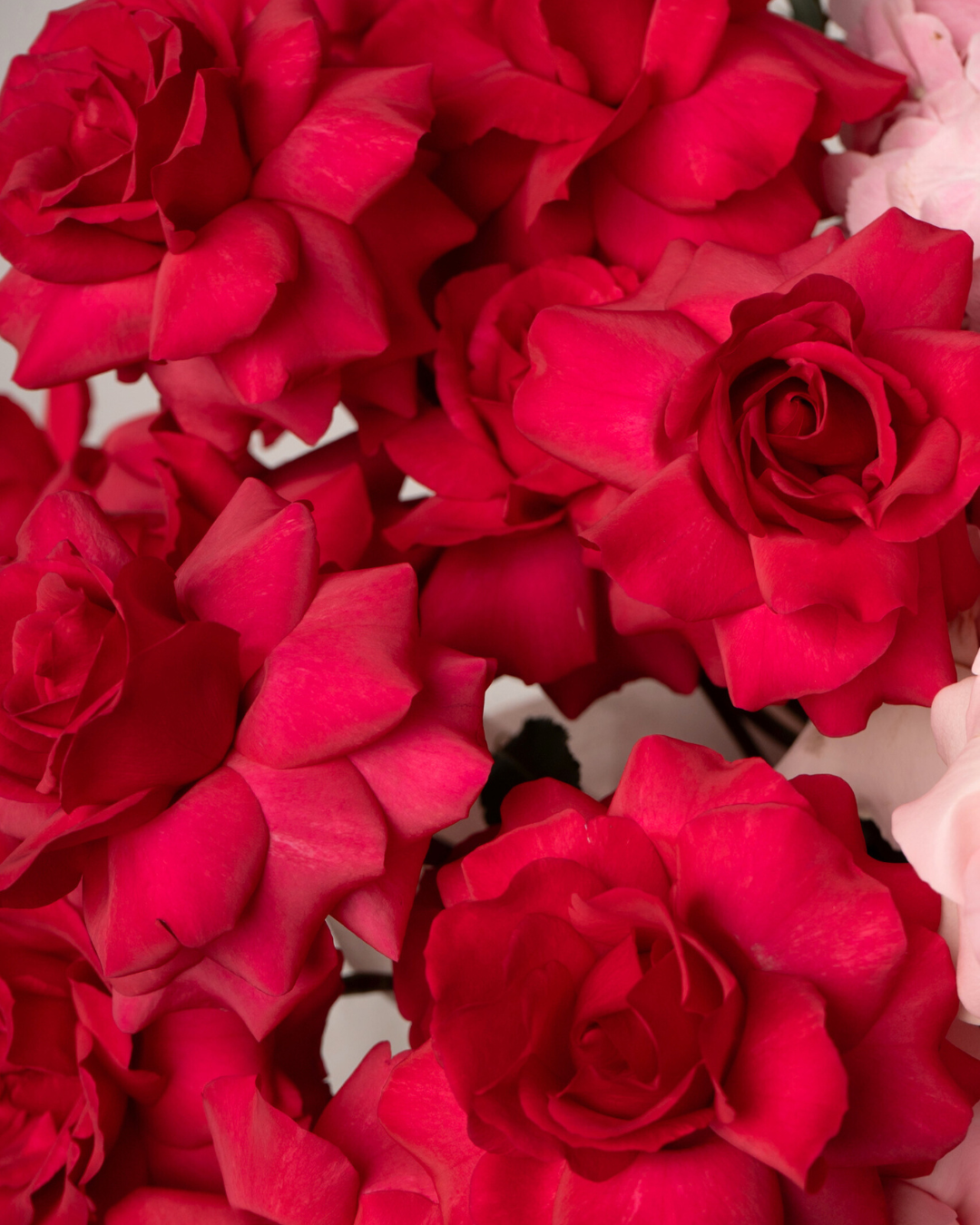 Mom's Hug - Revery flowers