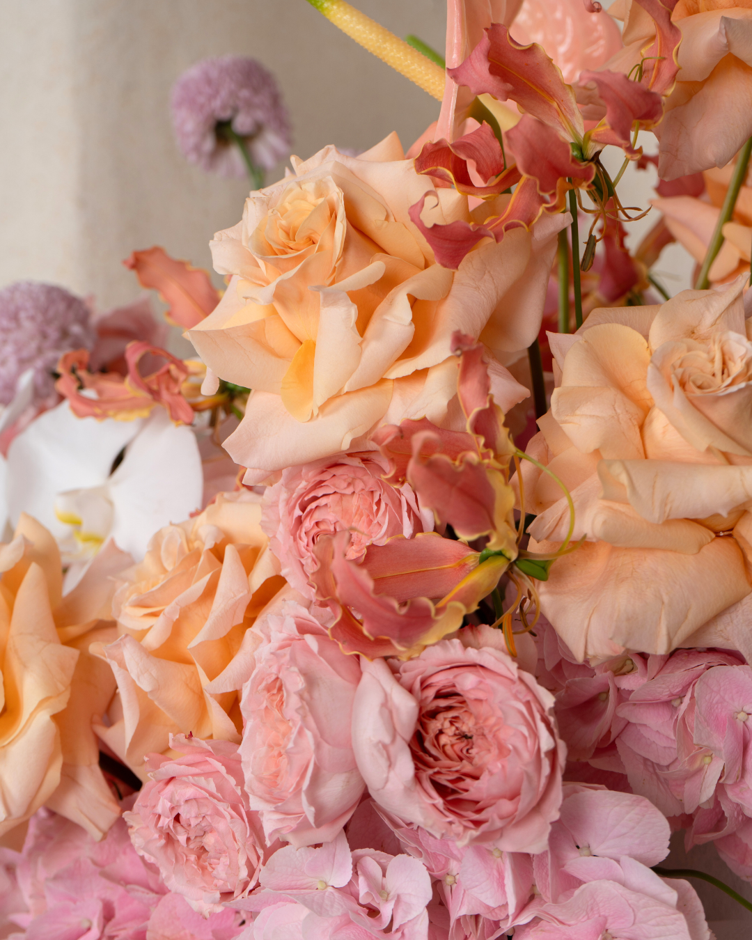 Apricot Blush - Revery flowers